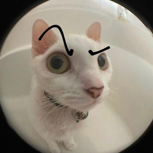 Meet your Posher, Eli - Picture 1 of 1